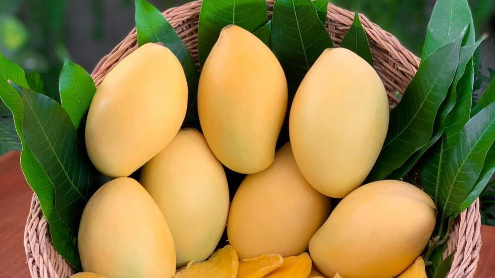 Mango
