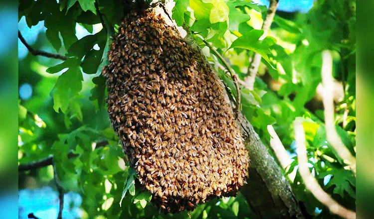 Mondulkiri Wild Honey
