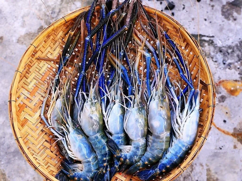 Takeo Giant River Prawn