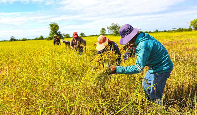 Cambodia Rice
